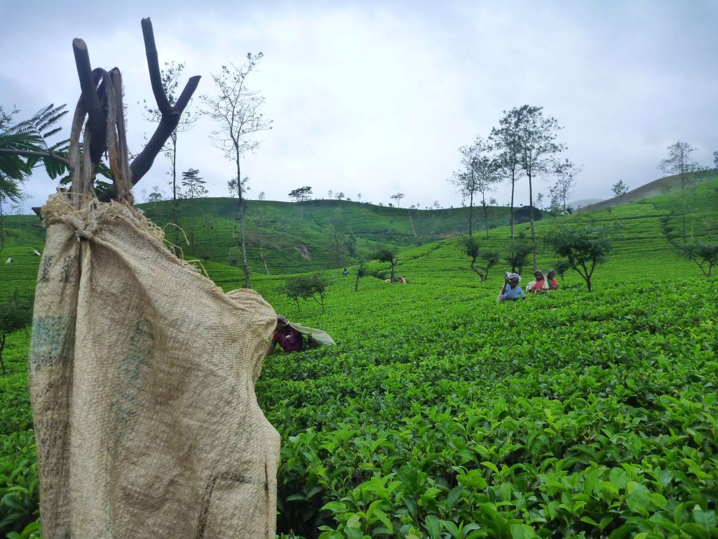 A Beautiful Tea Estate visit with Ranjith