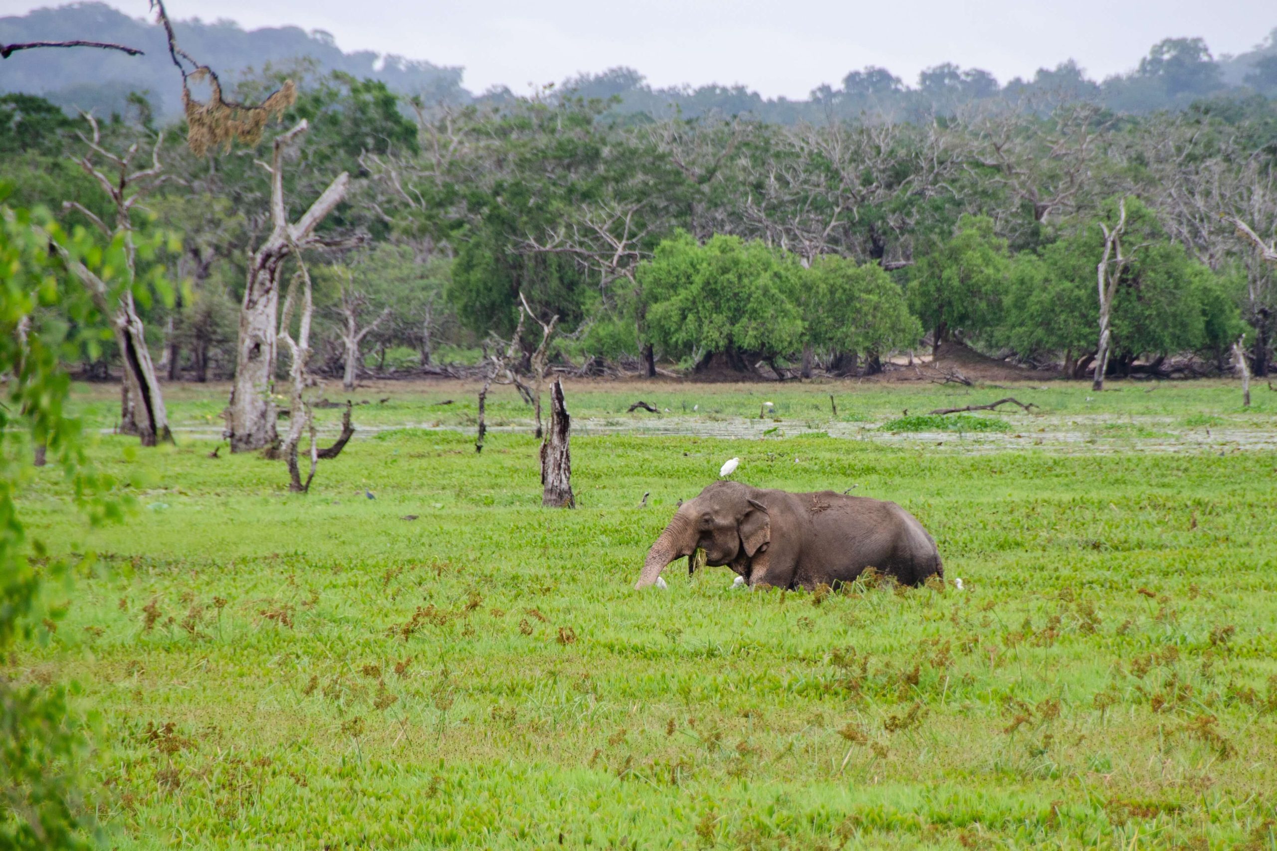 Yala Safari