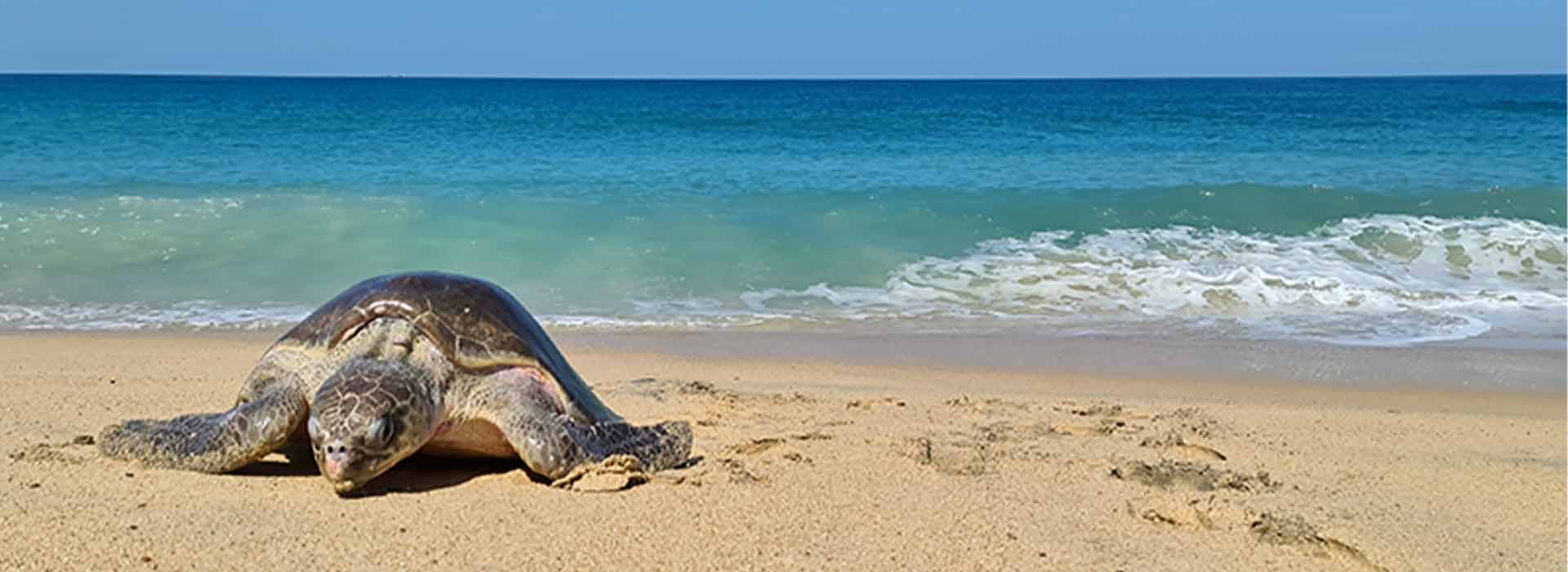 Turtle Hatchery