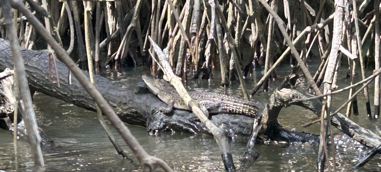 Bentota River Safari